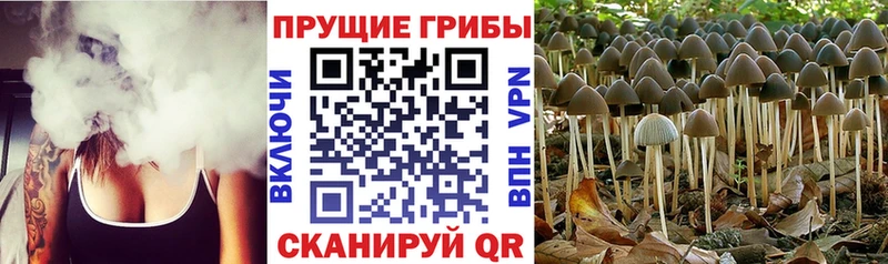 hydra как войти  Дубна  Псилоцибиновые грибы Cubensis 