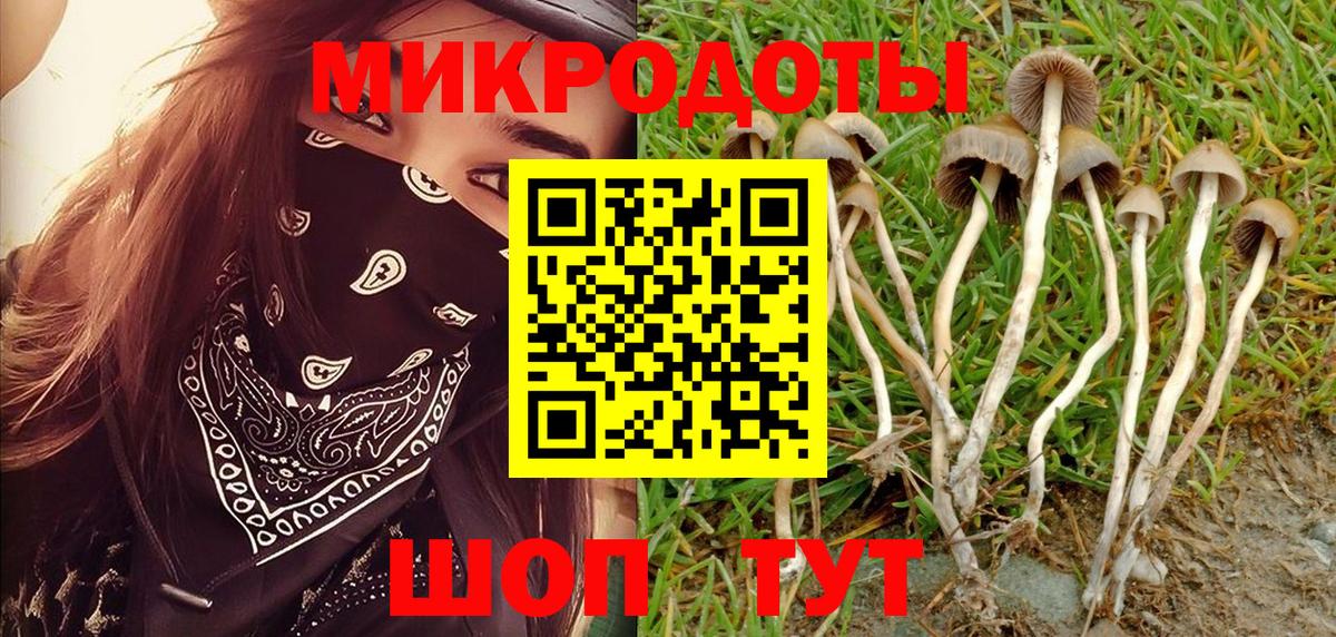 Псилоцибиновые грибы Psilocybe Дубна